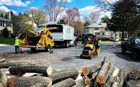 Professional Tree Services in Port Hueneme, CA