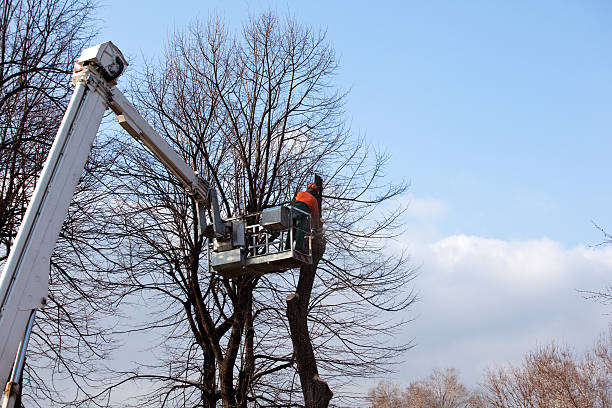 Best Firewood Processing and Delivery  in Port Hueneme, CA